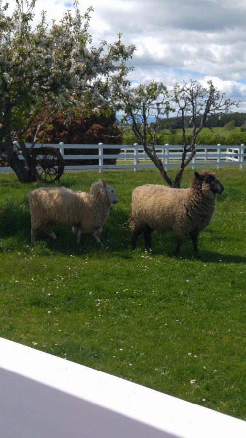 Little Sunnyside Accommodation image 12